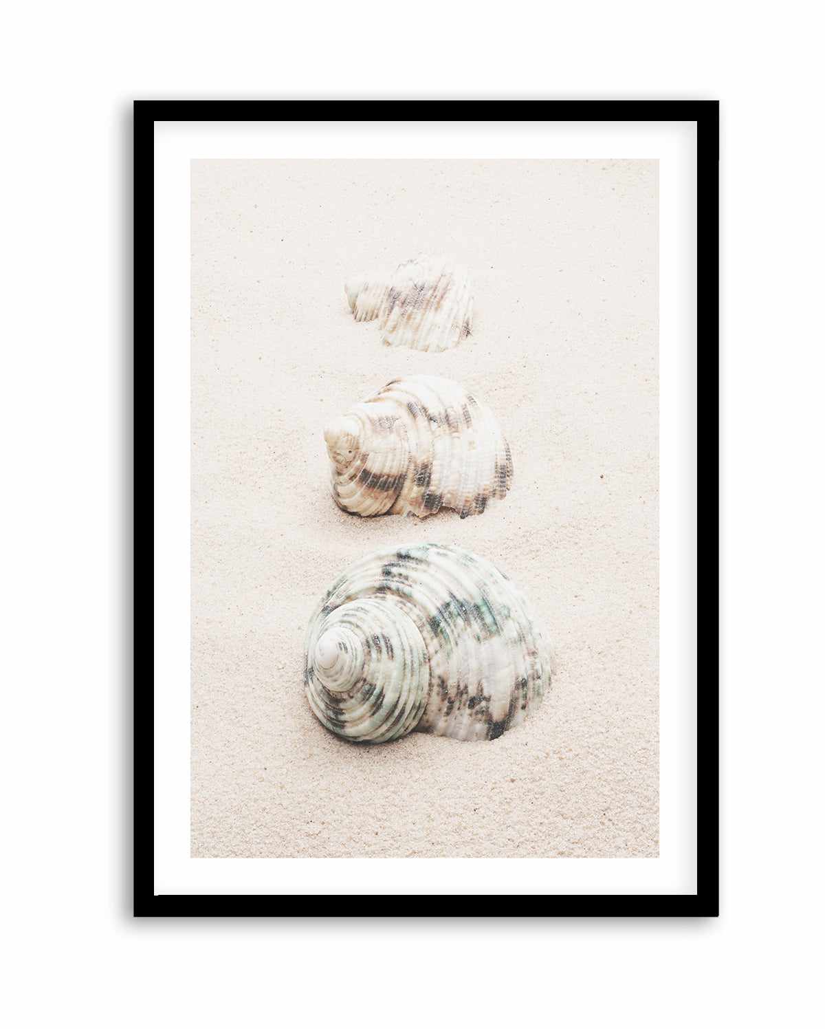 Shell By Studio III | Art Print