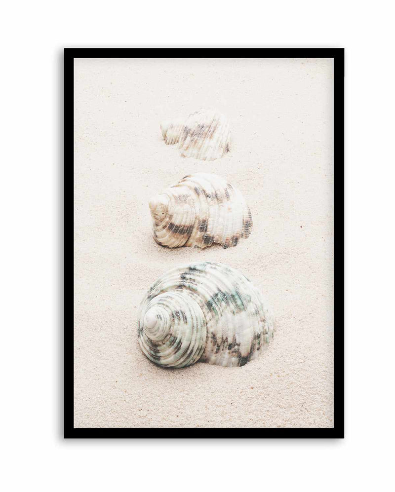 Shell By Studio III | Art Print
