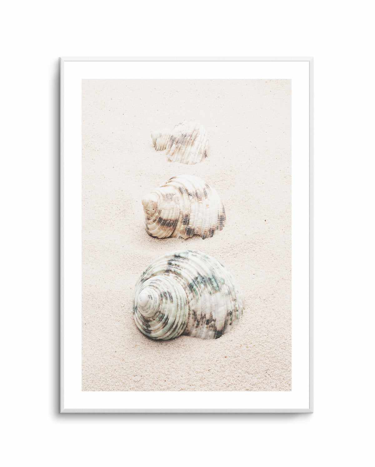 Shell By Studio III | Art Print