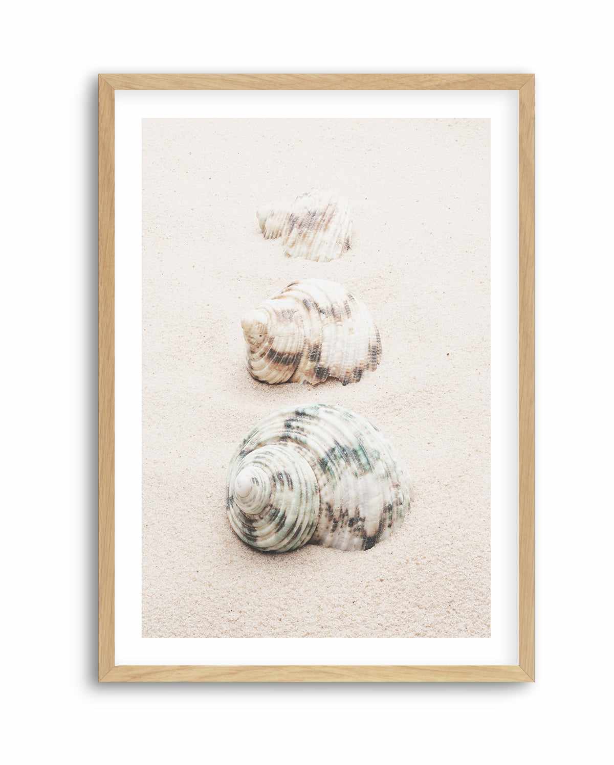 Shell By Studio III | Art Print