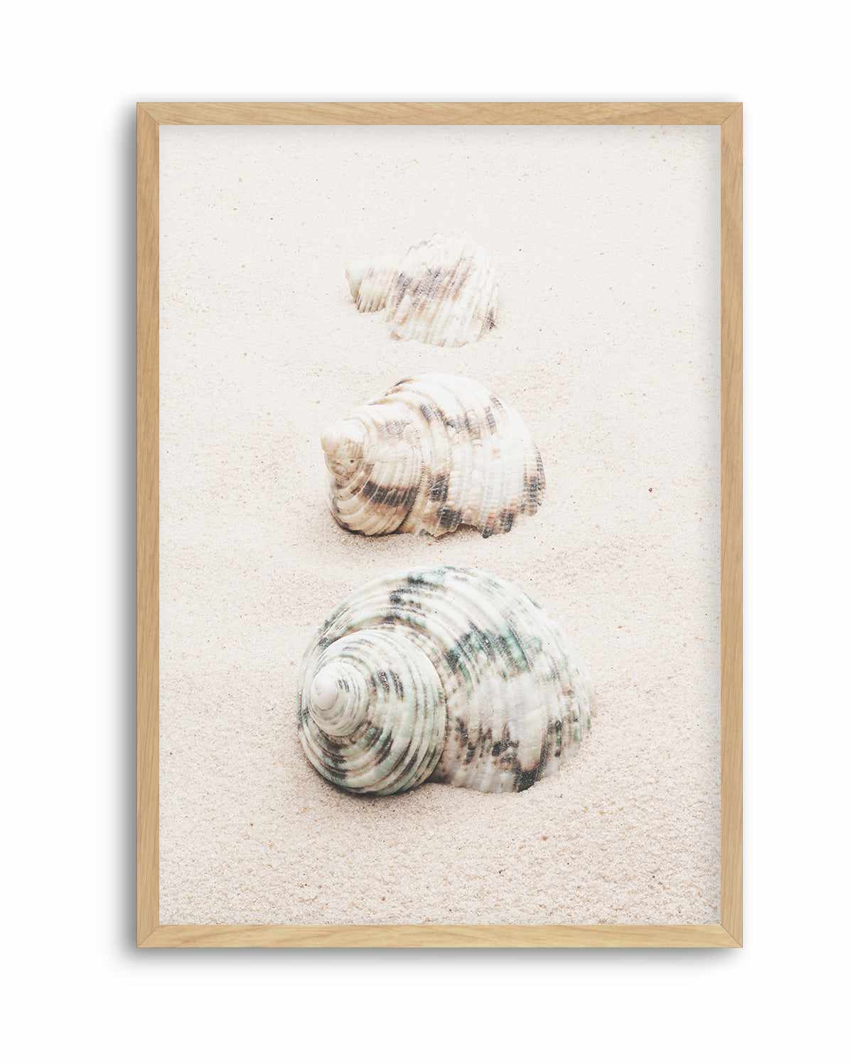 Shell By Studio III | Art Print