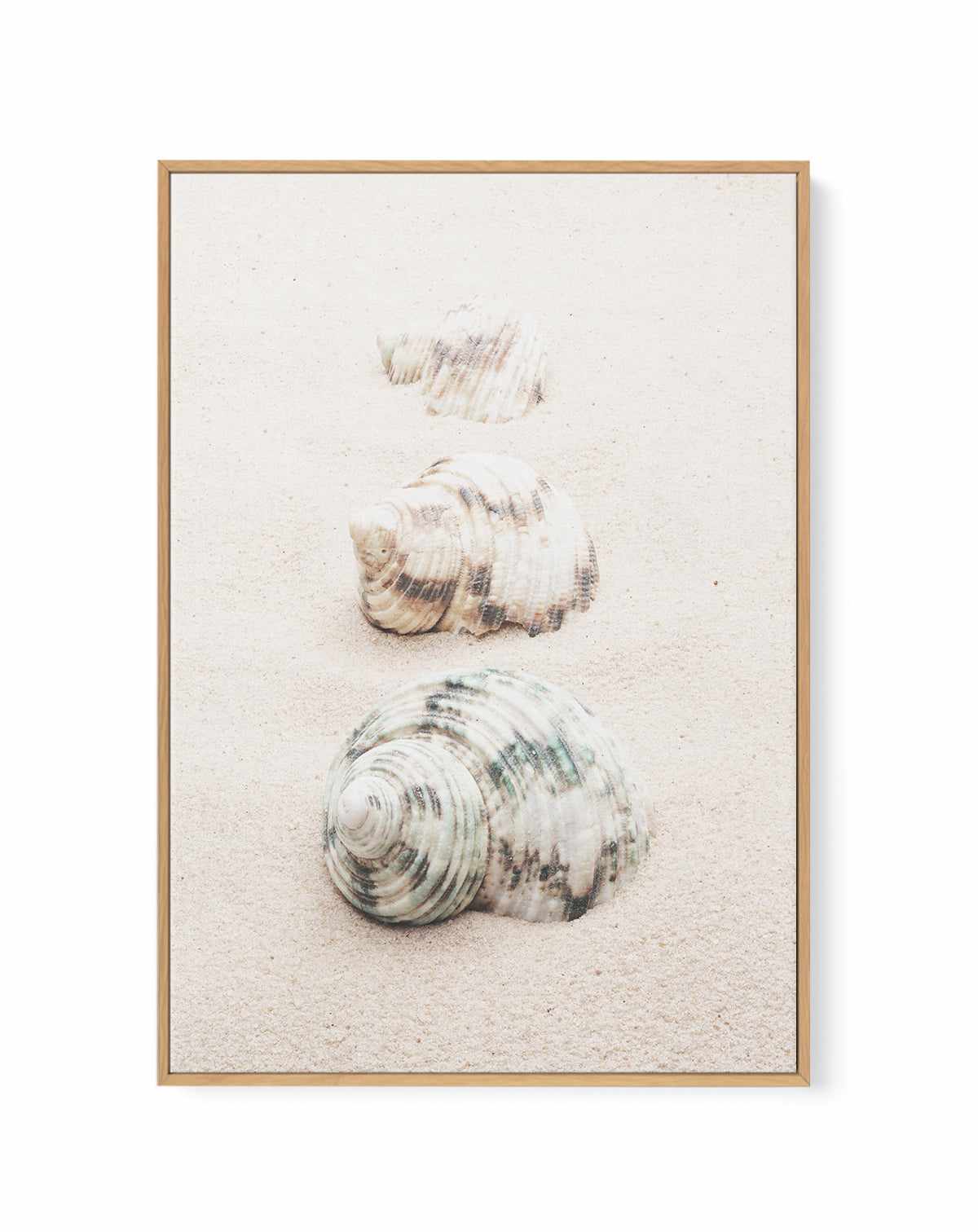 Shell By Studio III | Framed Canvas Art Print