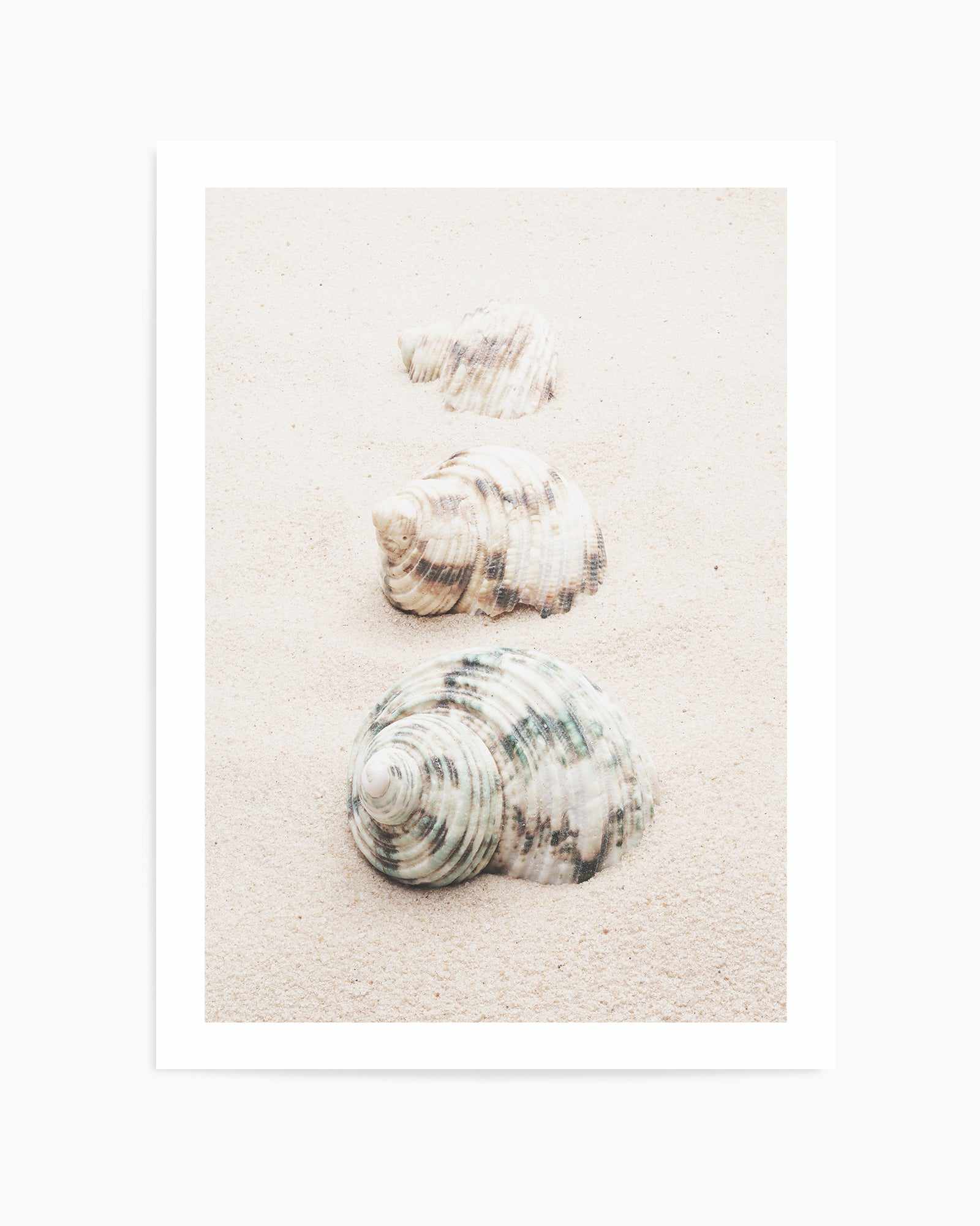 Shell By Studio III | Art Print