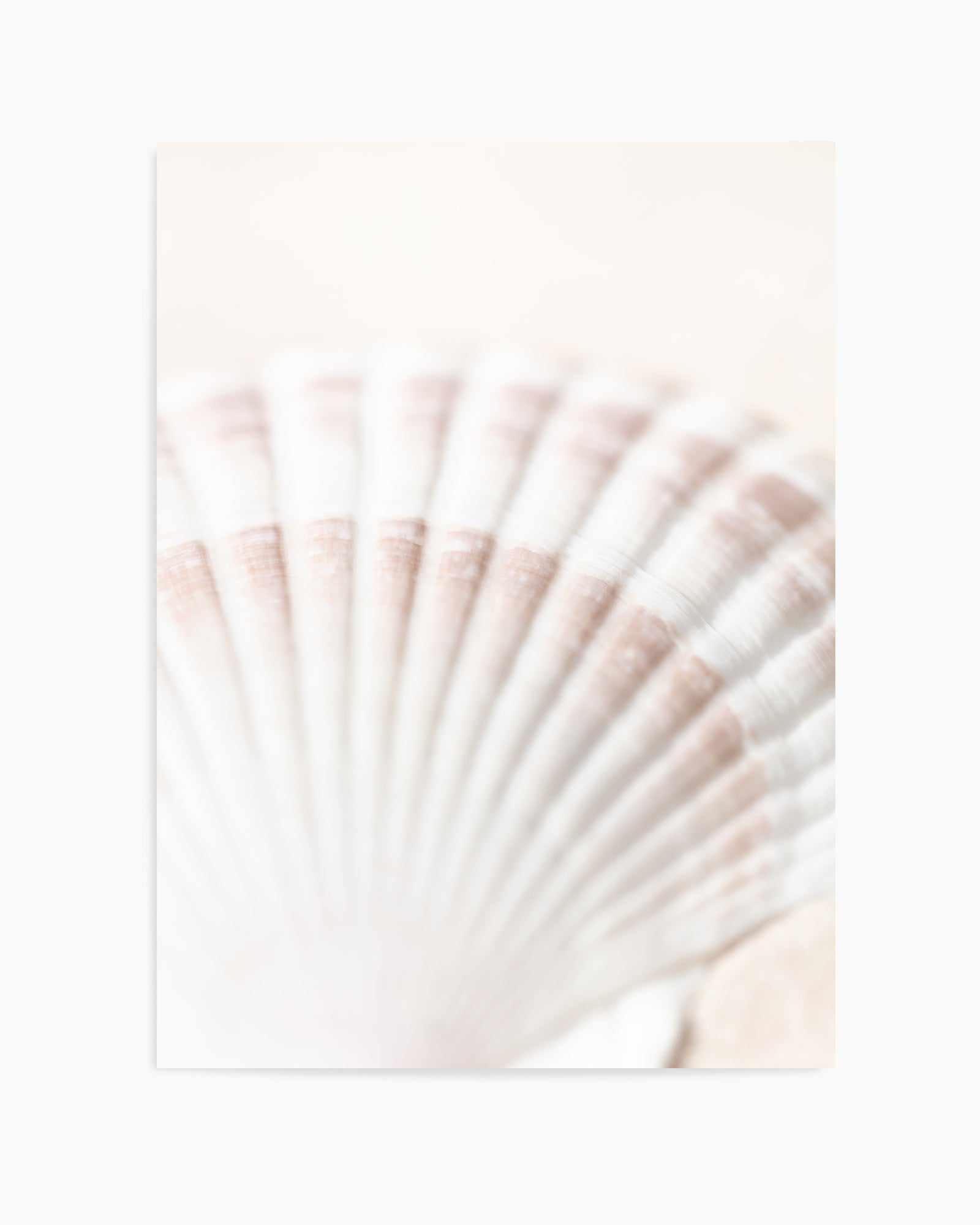 Shell By Studio III | Art Print