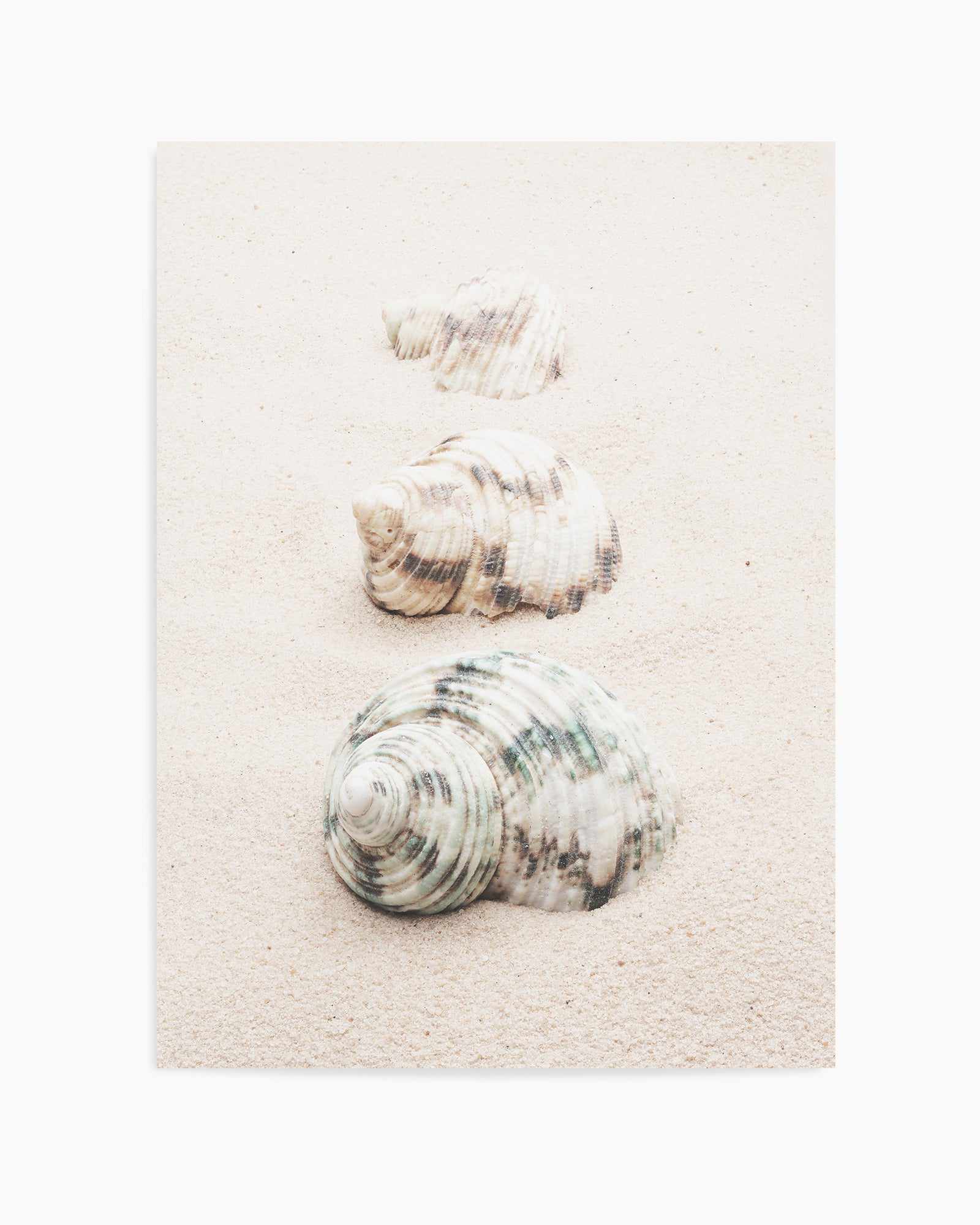 Shell By Studio III | Art Print