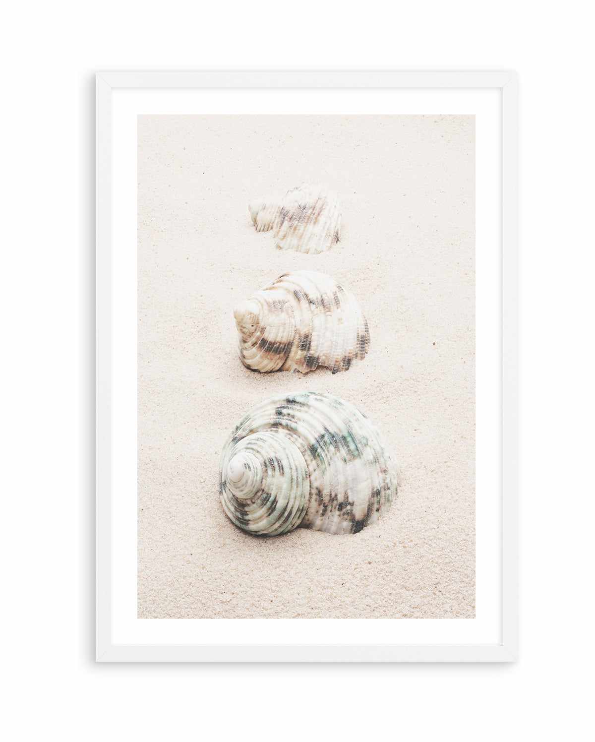 Shell By Studio III | Art Print