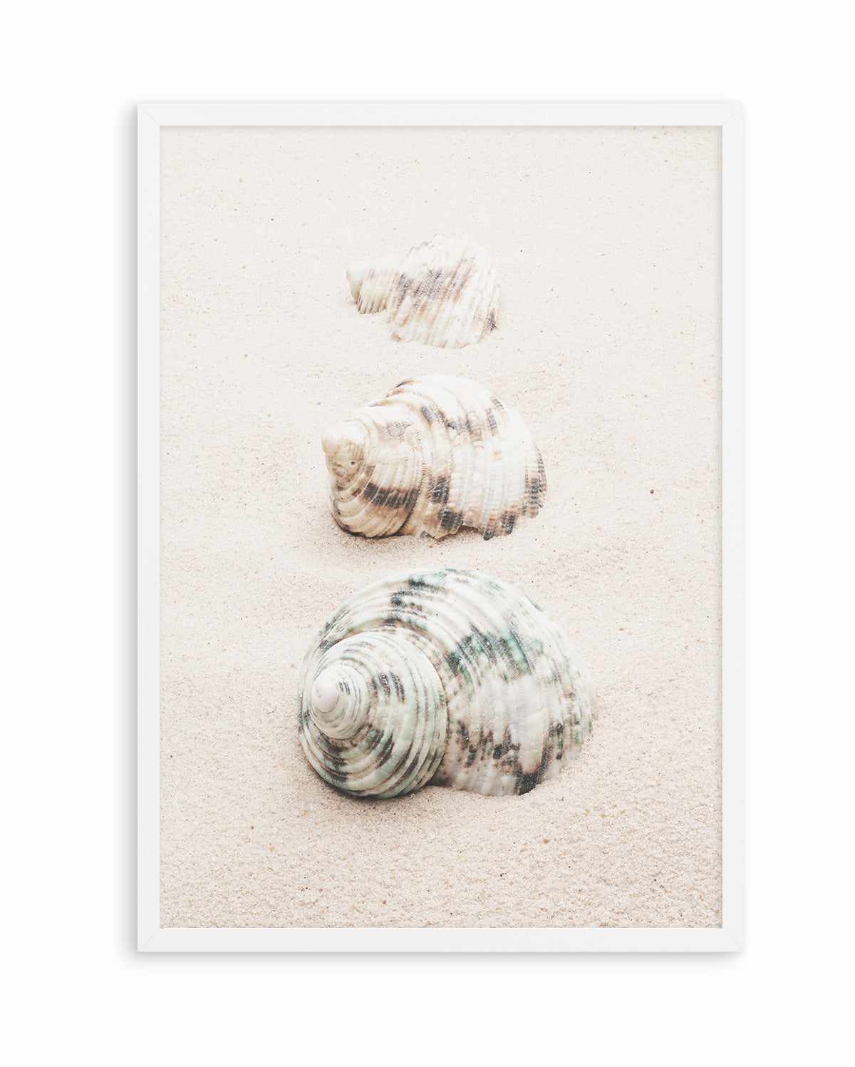 Shell By Studio III | Art Print