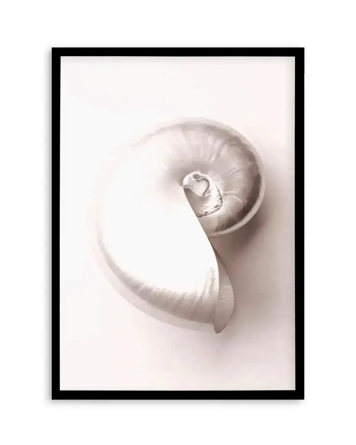 Shell II Art Print from Olive et Oriel where you can shop wallpaper and artworks online