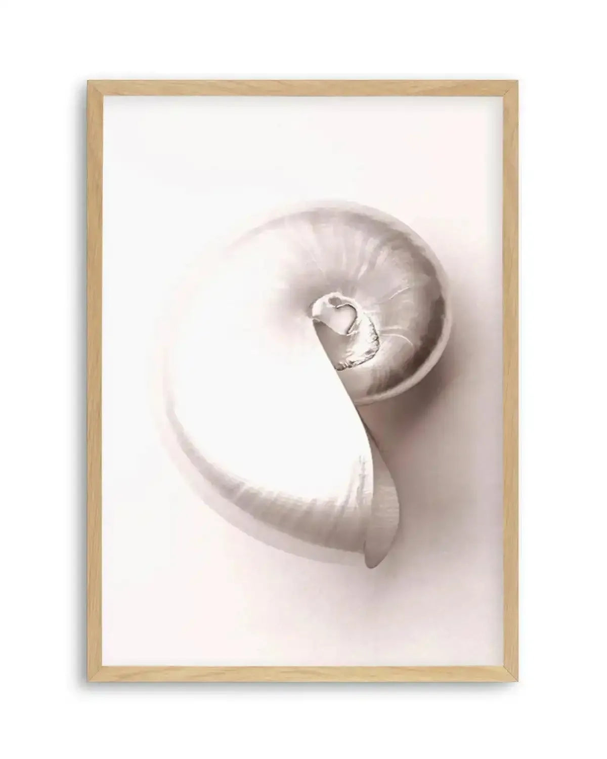 Shell II Art Print from Olive et Oriel where you can shop wallpaper and artworks online
