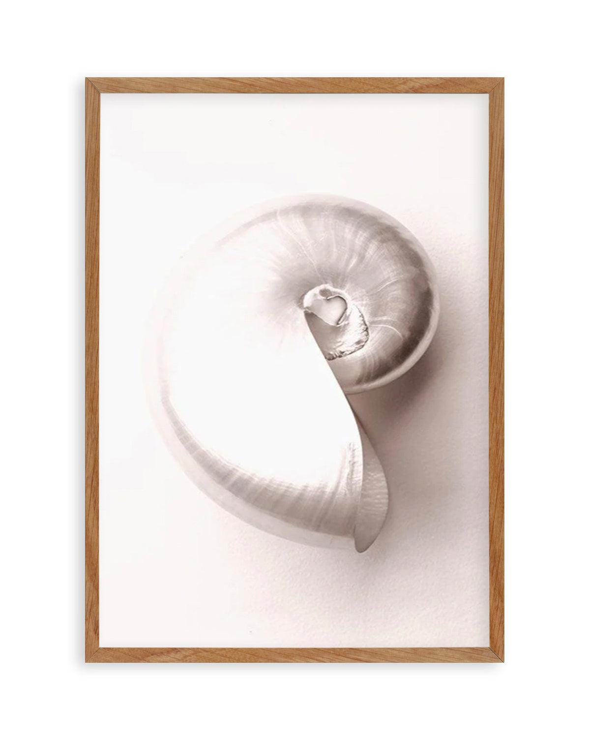 Shell II Art Print