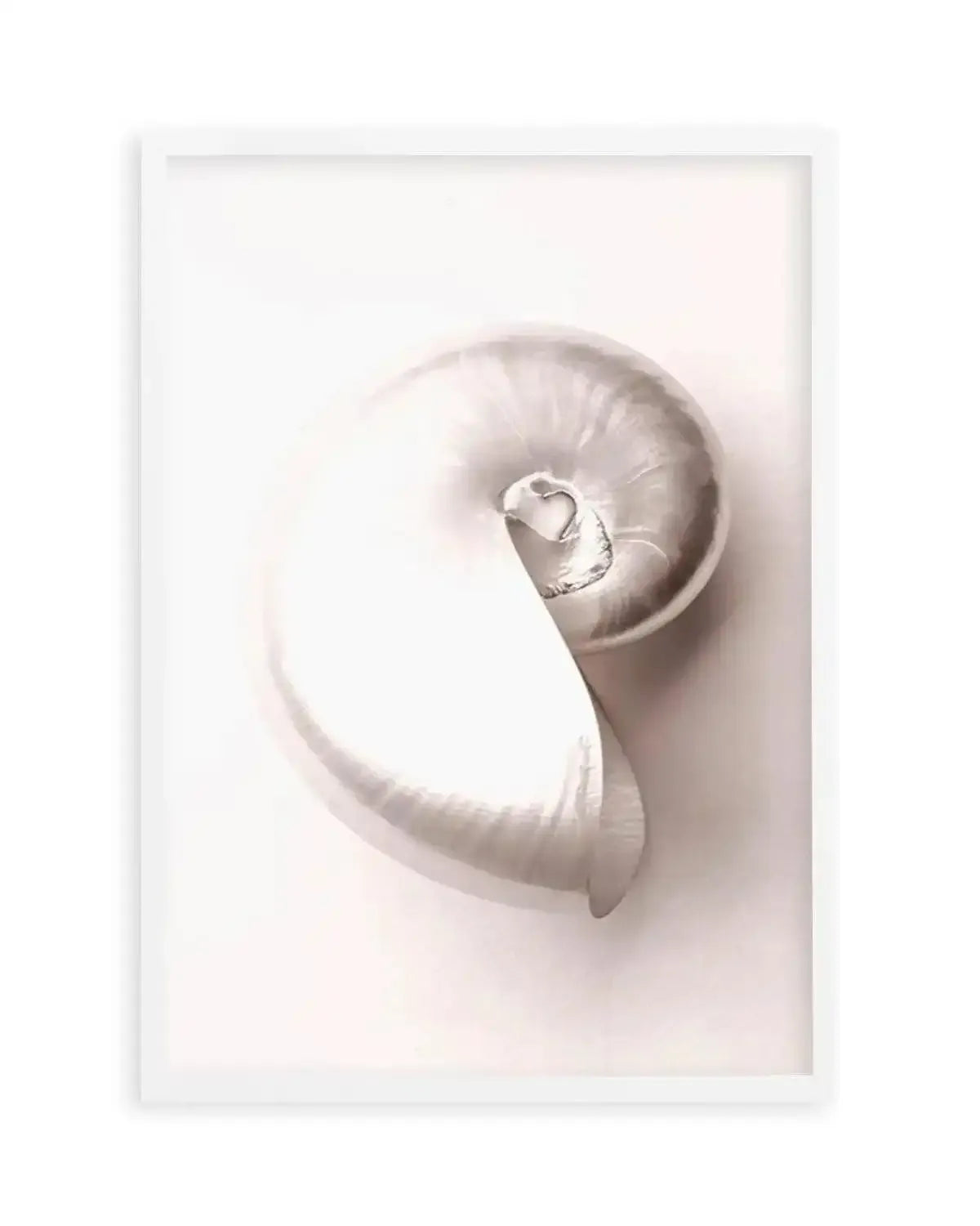 Shell II Art Print from Olive et Oriel where you can shop wallpaper and artworks online