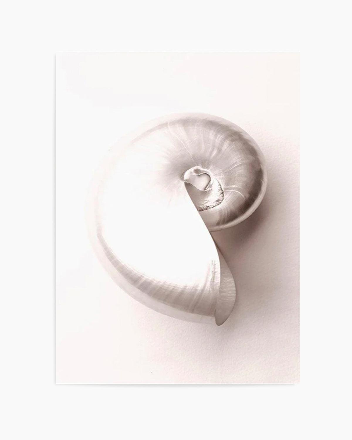 Shell II Art Print