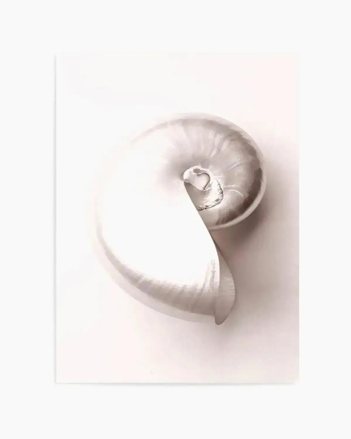 Shell II Art Print from Olive et Oriel where you can shop wallpaper and artworks online