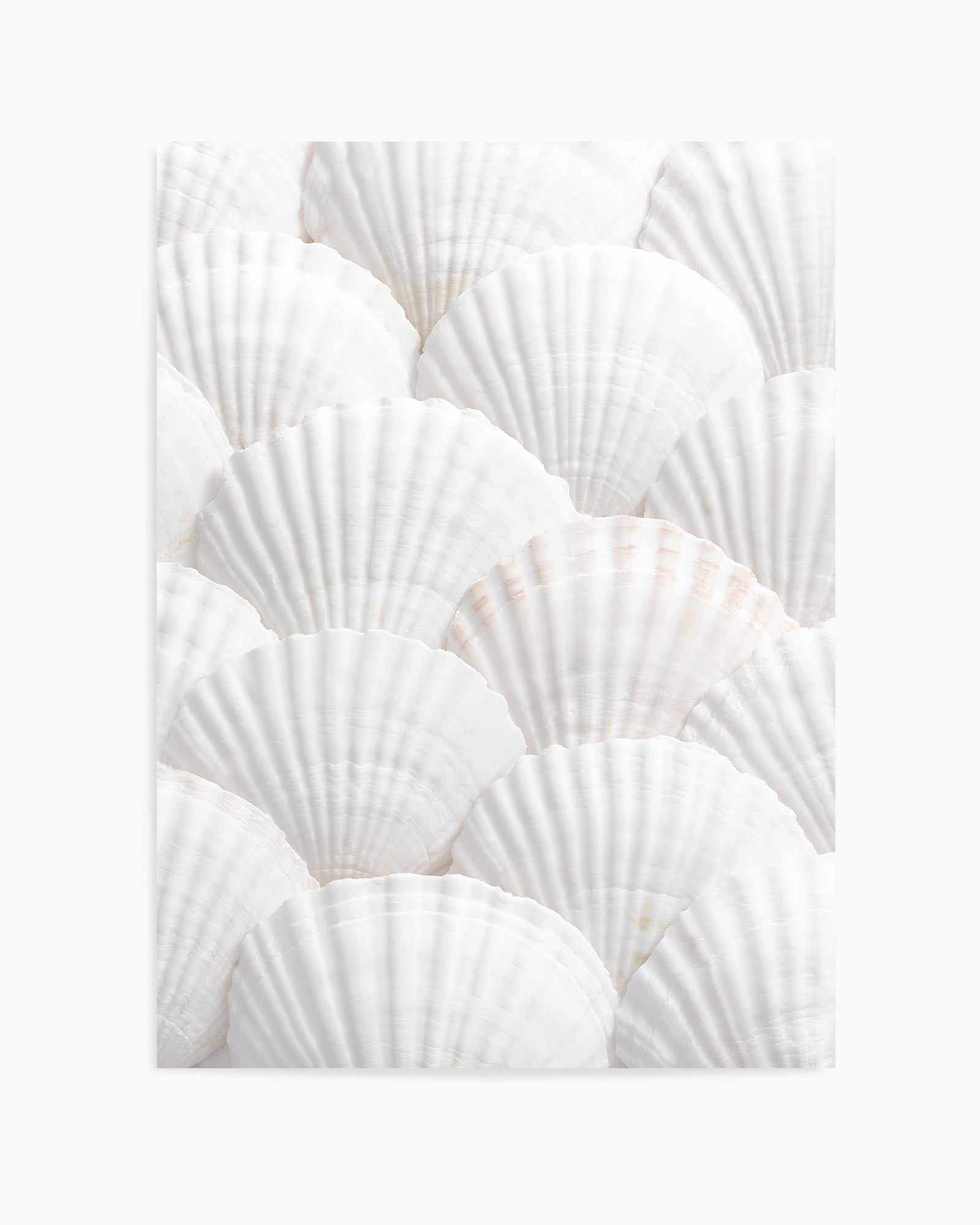 Shell III By Studio III | Art Print