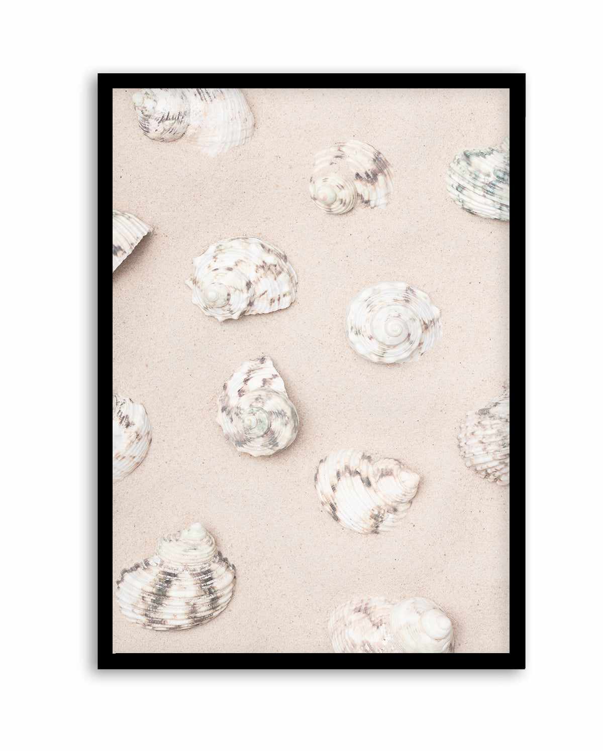 Shells 2 By Studio III | Art Print