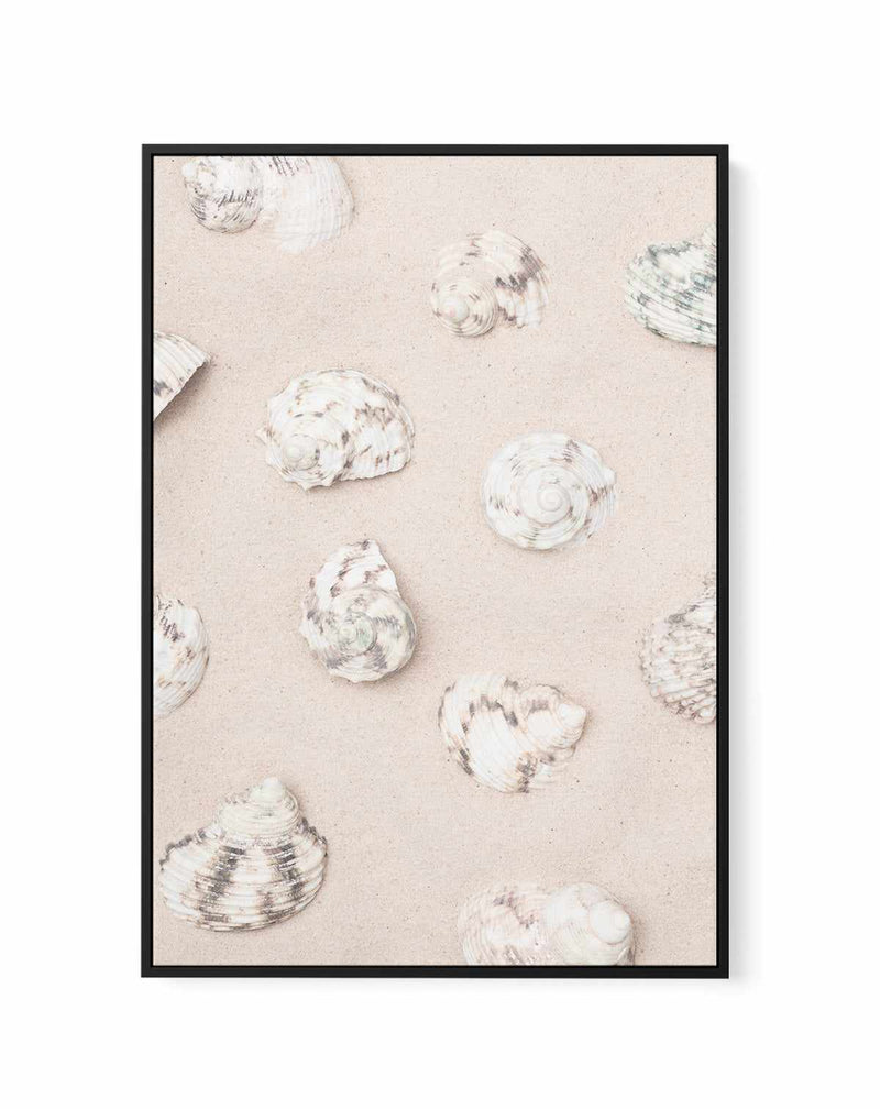 Shells 2 By Studio III | Framed Canvas Art Print