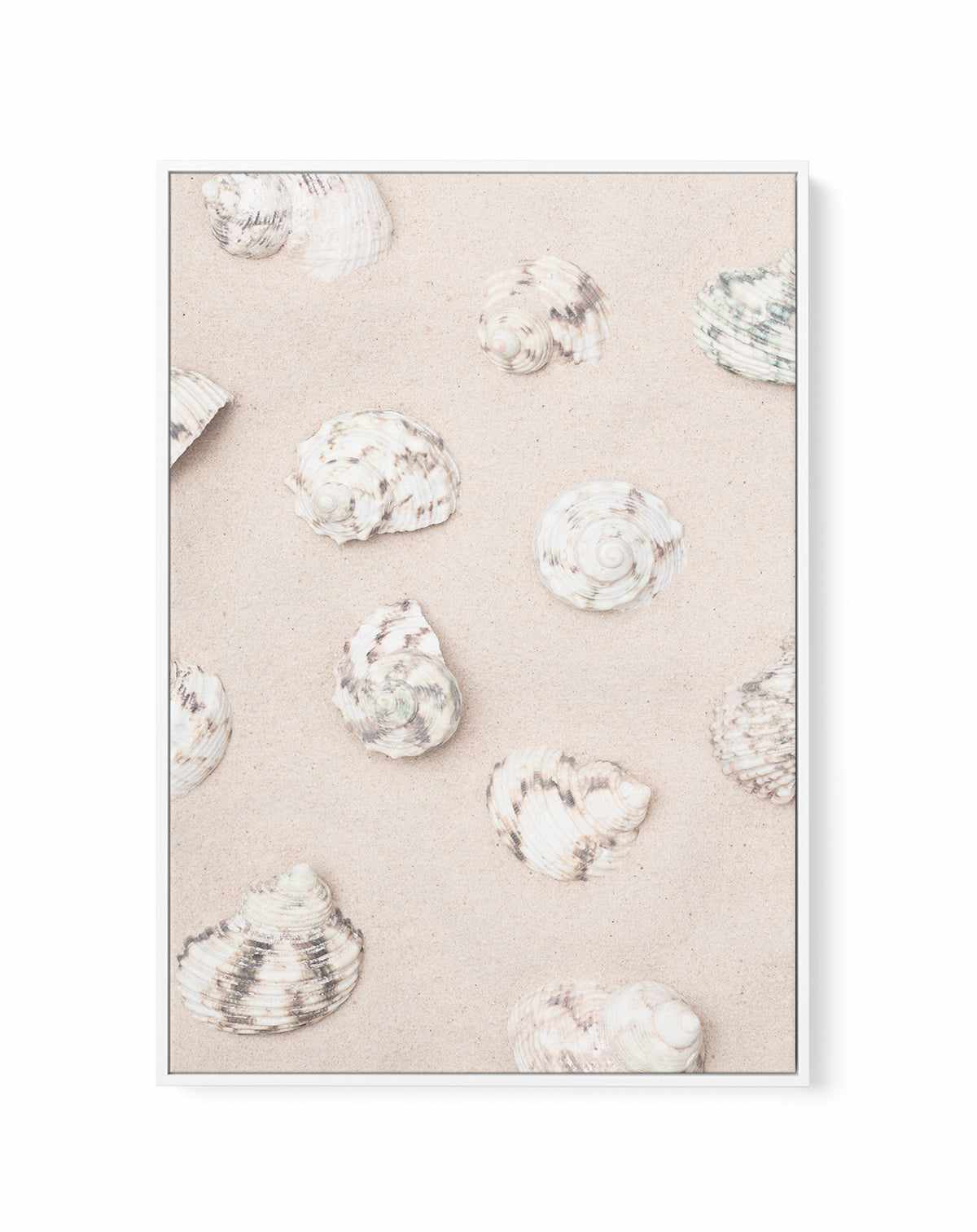 Shells 2 By Studio III | Framed Canvas Art Print