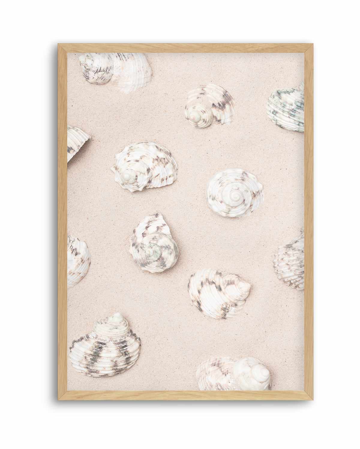 Shells 2 By Studio III | Art Print