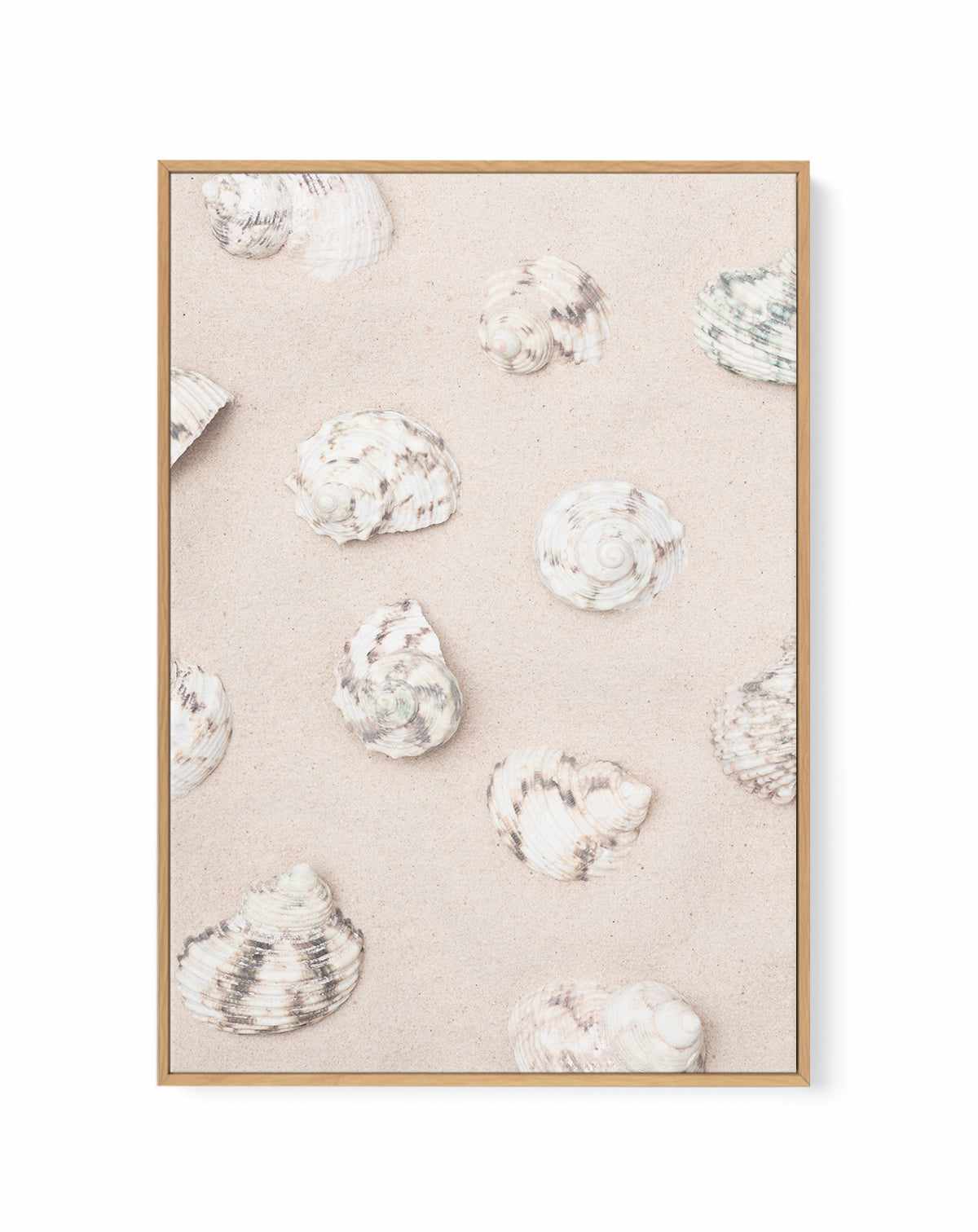 Shells 2 By Studio III | Framed Canvas Art Print