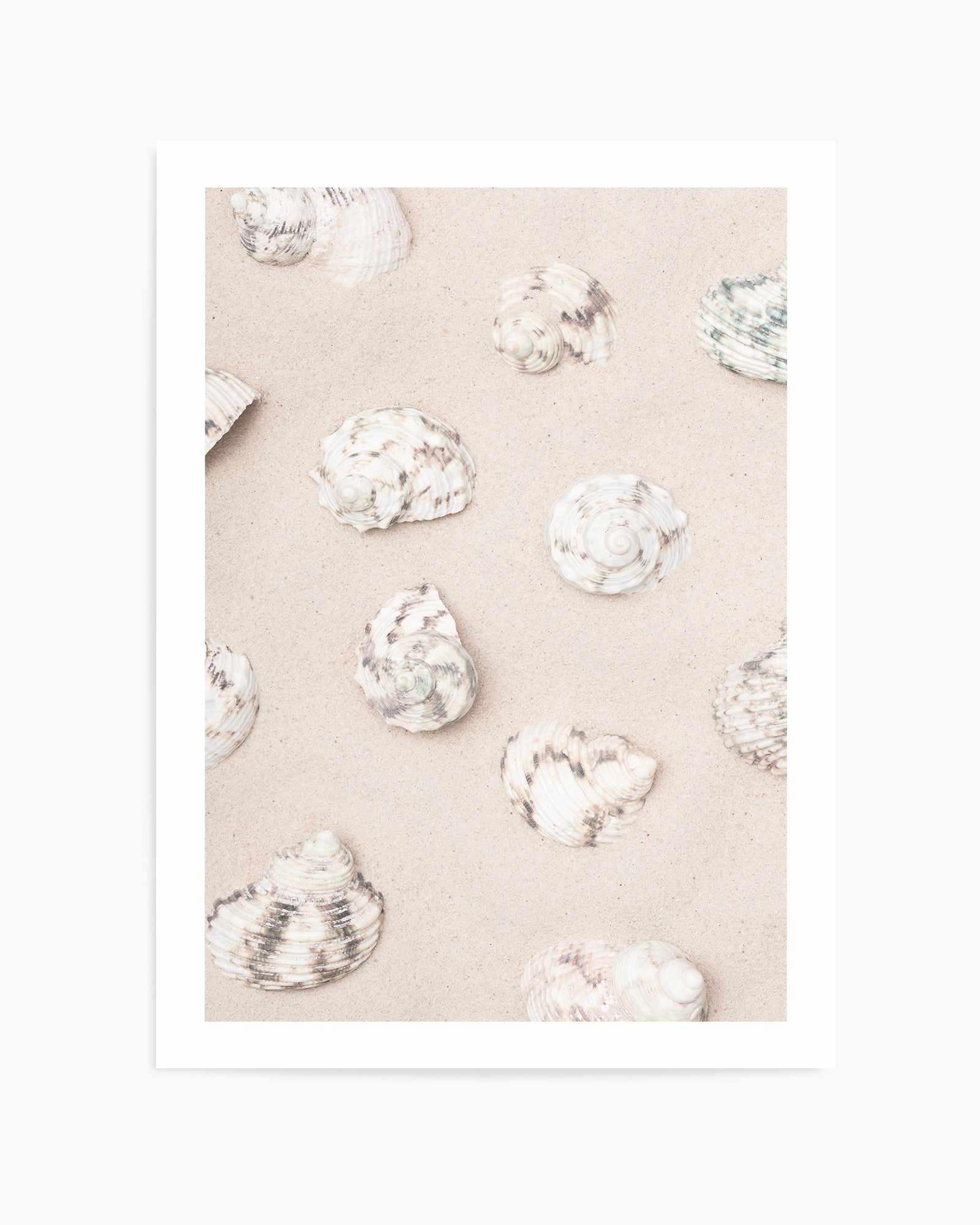 Shells 2 By Studio III | Art Print