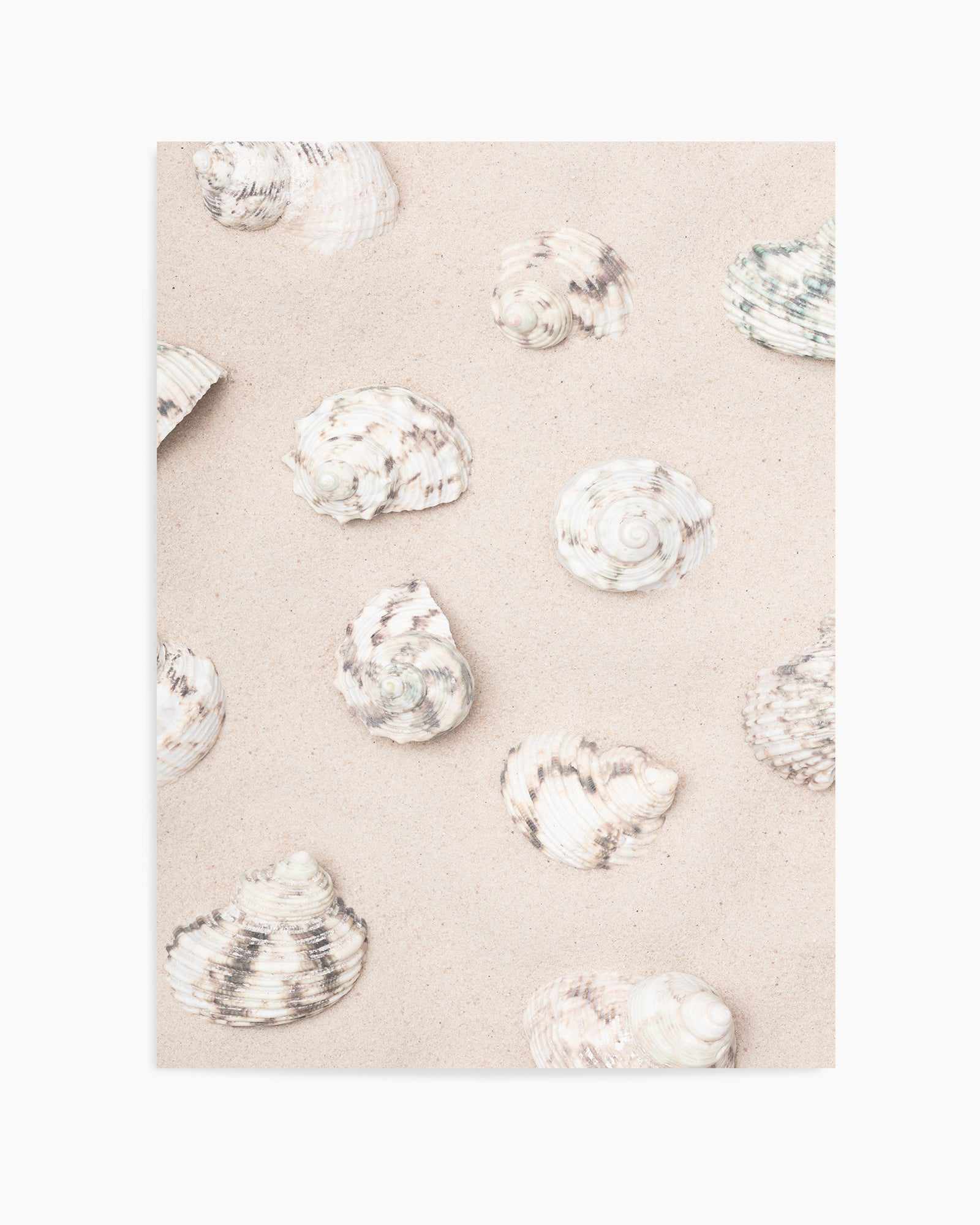 Shells 2 By Studio III | Art Print