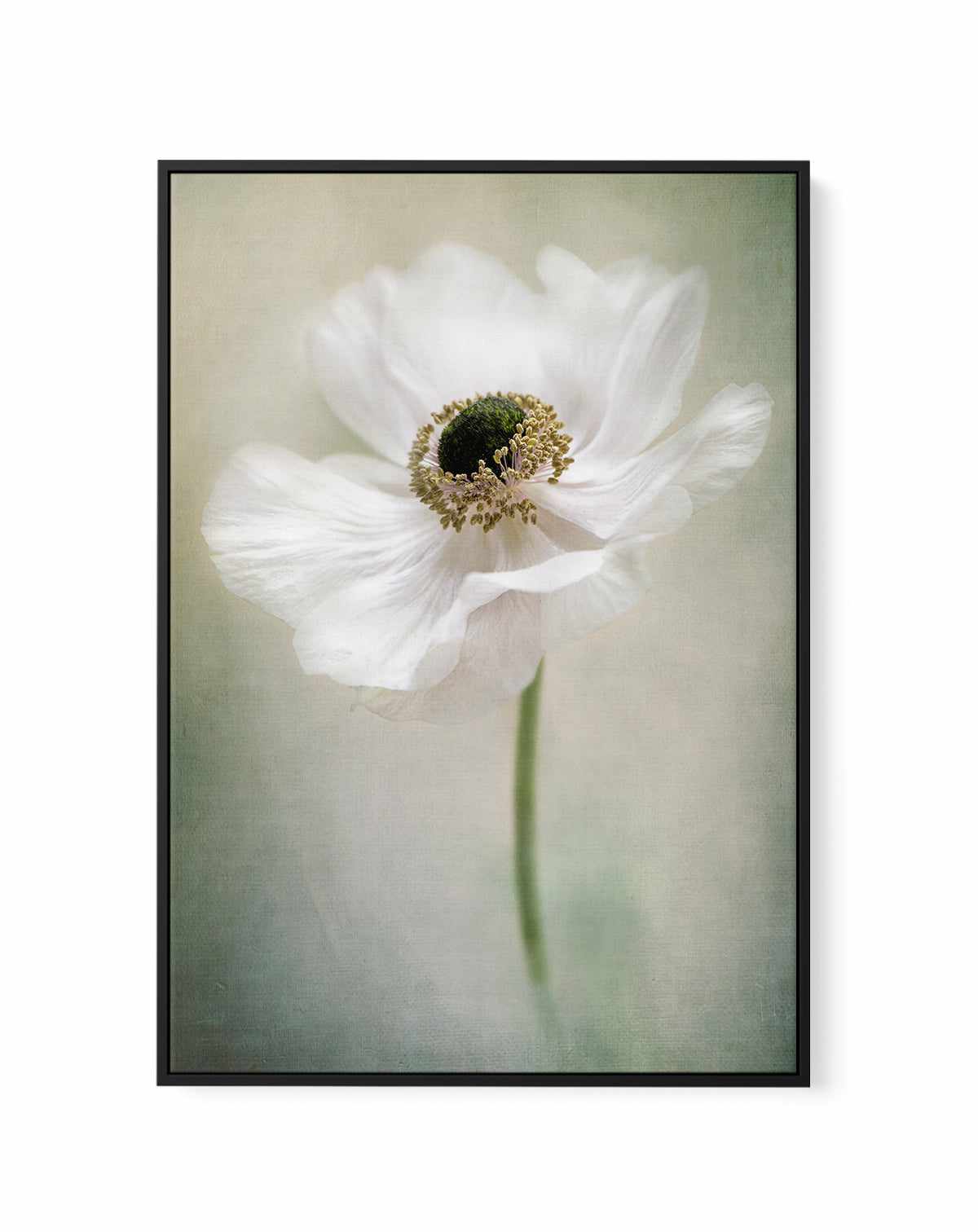 Single White By Jacky Parker | Framed Canvas Art Print