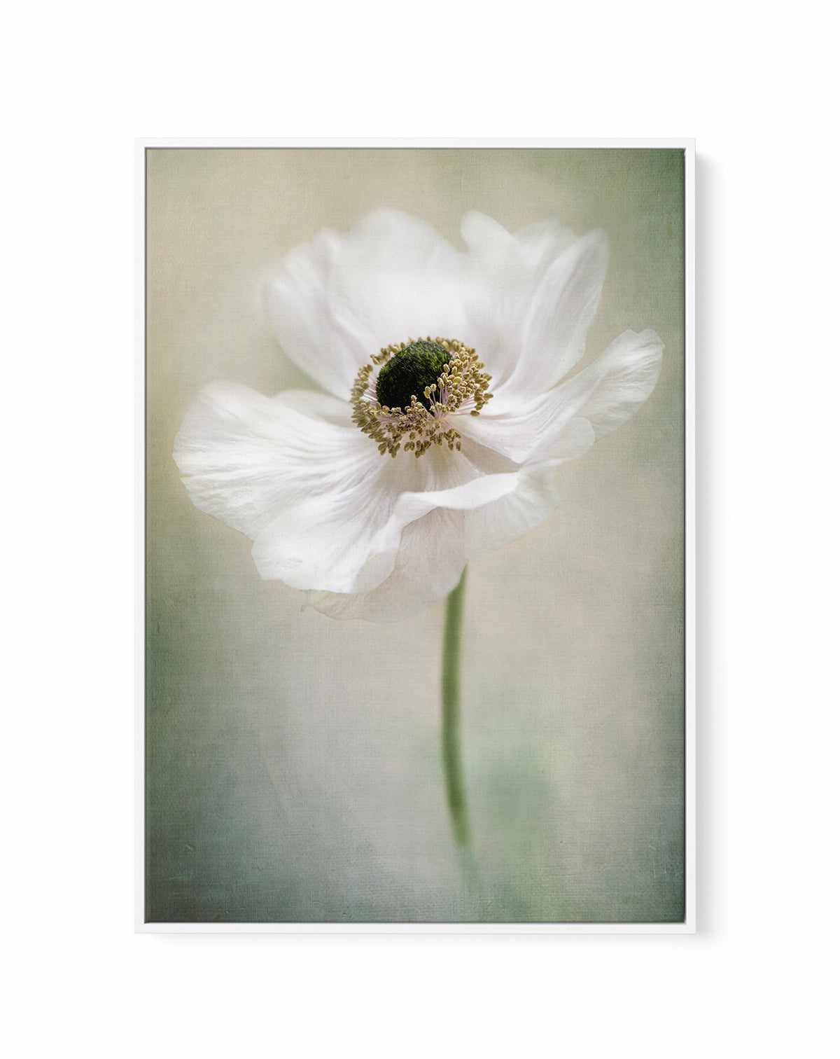 Single White By Jacky Parker | Framed Canvas Art Print