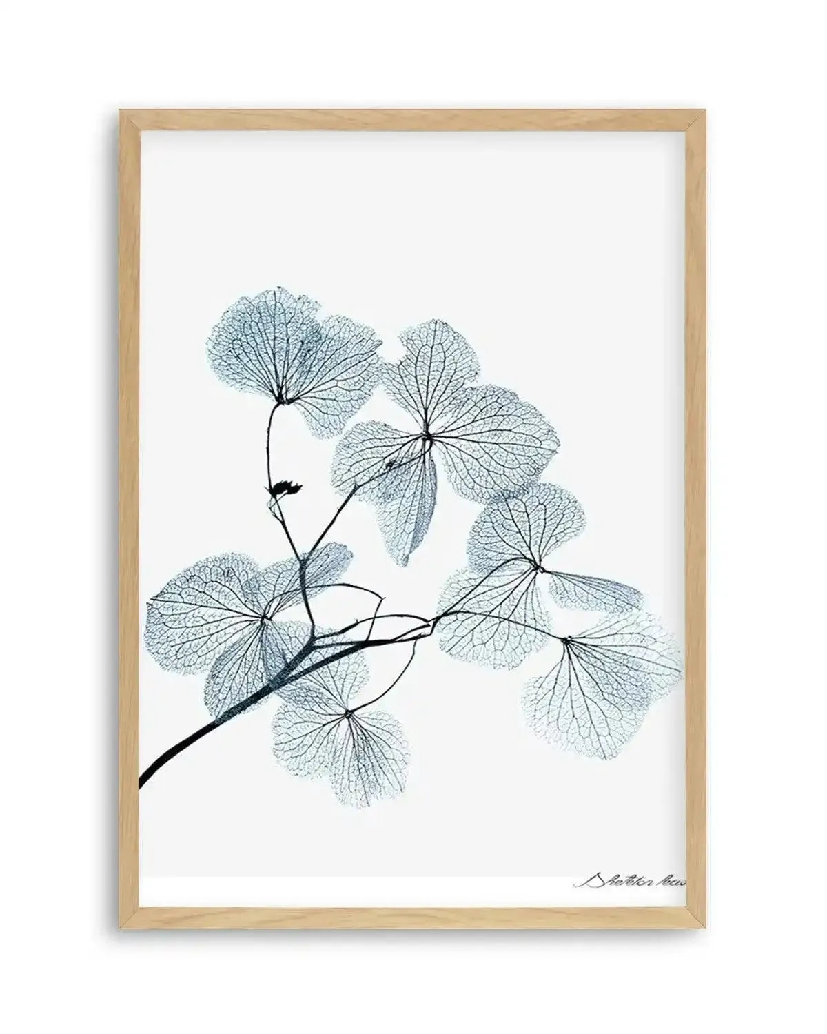 Skeleton Leaves Art Print from Olive et Oriel where you can shop wallpaper and artworks online