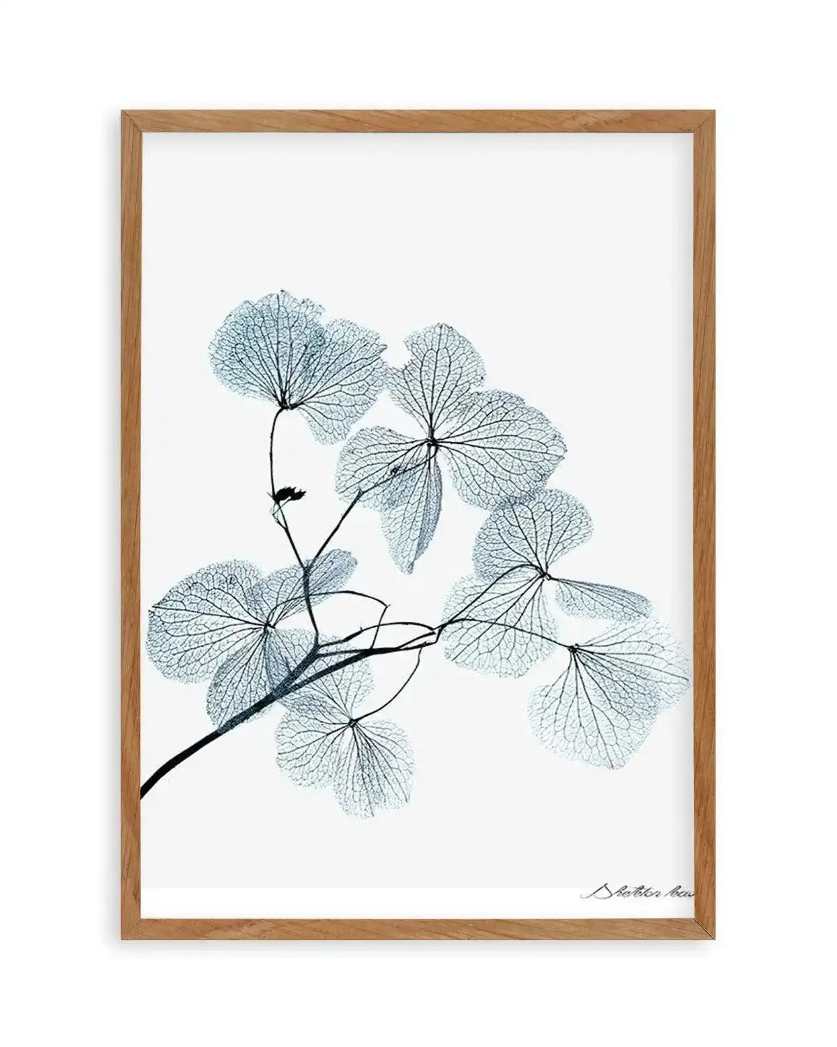 Skeleton Leaves Art Print from Olive et Oriel where you can shop wallpaper and artworks online