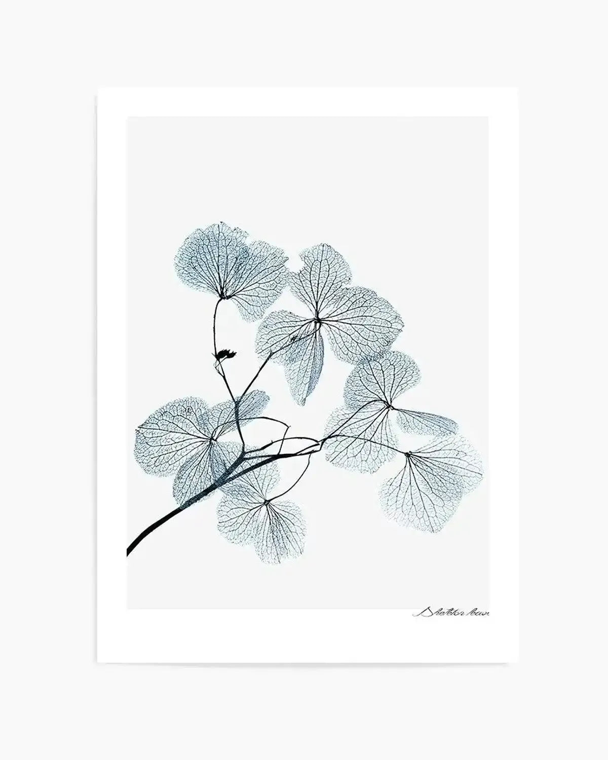 Skeleton Leaves Art Print from Olive et Oriel where you can shop wallpaper and artworks online