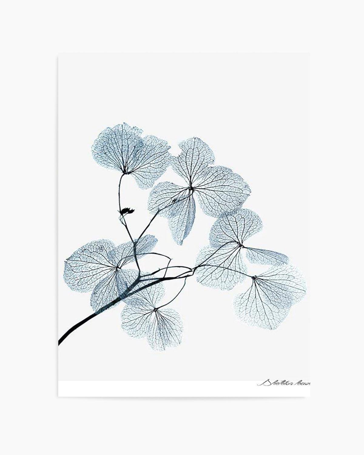 Skeleton Leaves Art Print