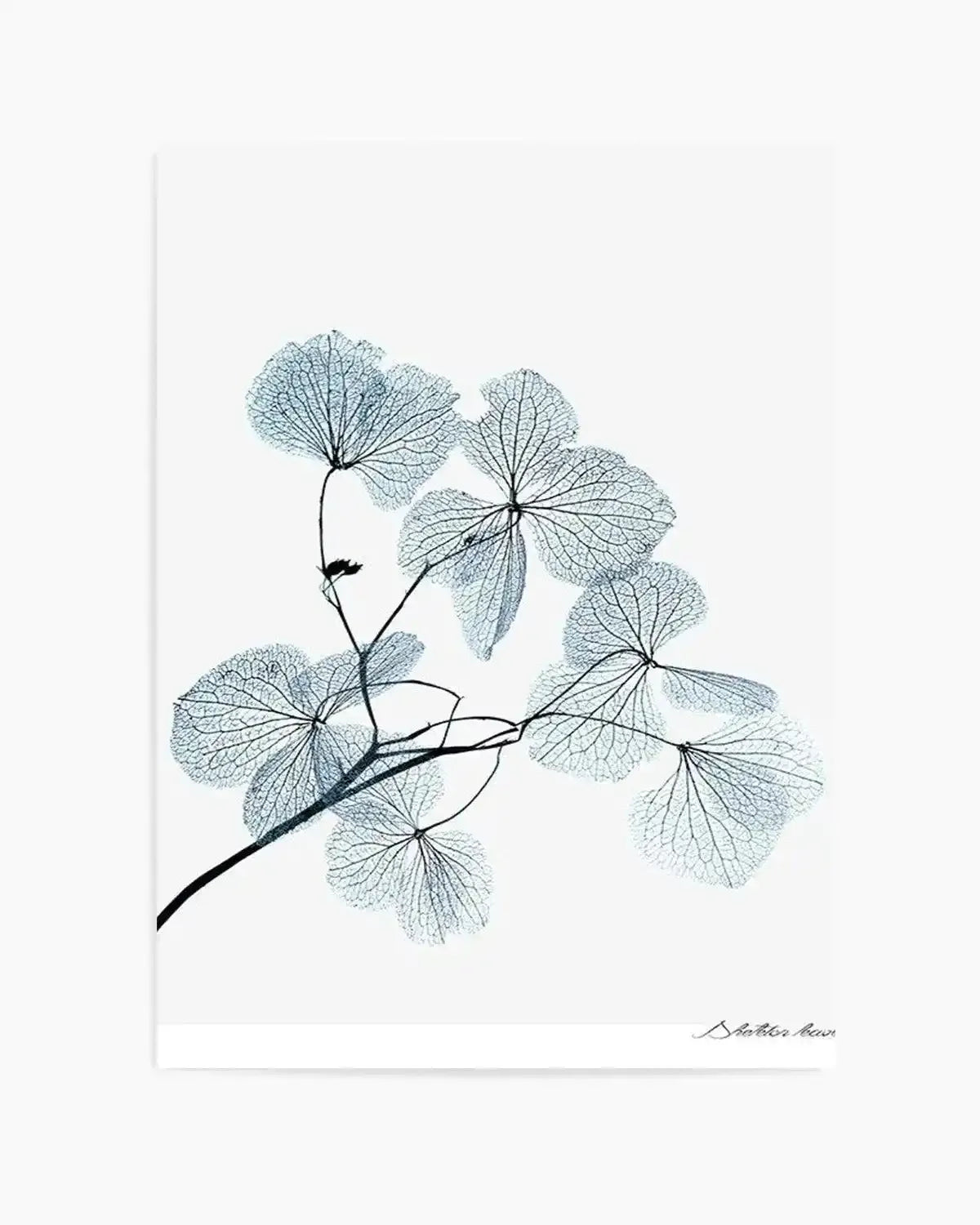 Skeleton Leaves Art Print from Olive et Oriel where you can shop wallpaper and artworks online