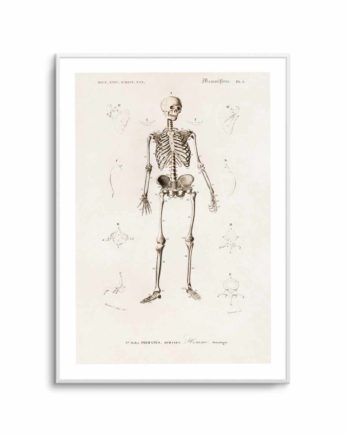 Skeleton Vintage Illustration Art Print