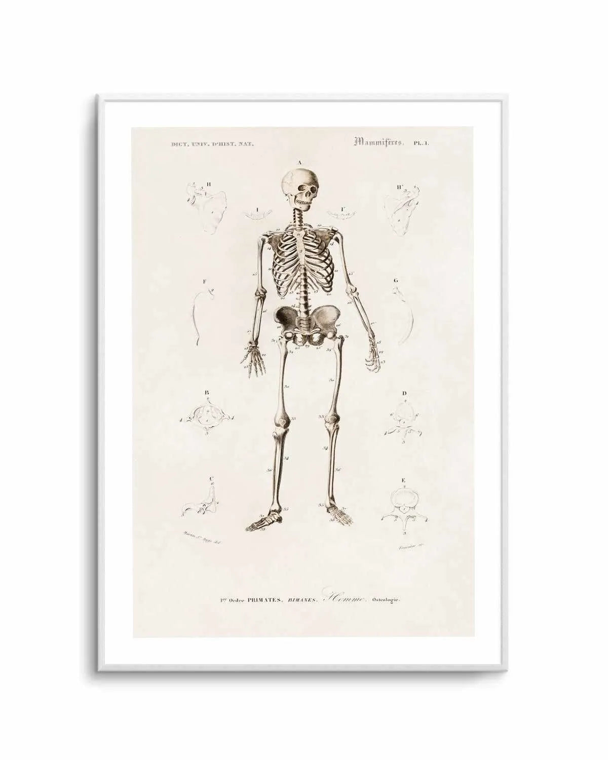 Skeleton Vintage Illustration Art Print from Olive et Oriel where you can shop wallpaper and artworks online