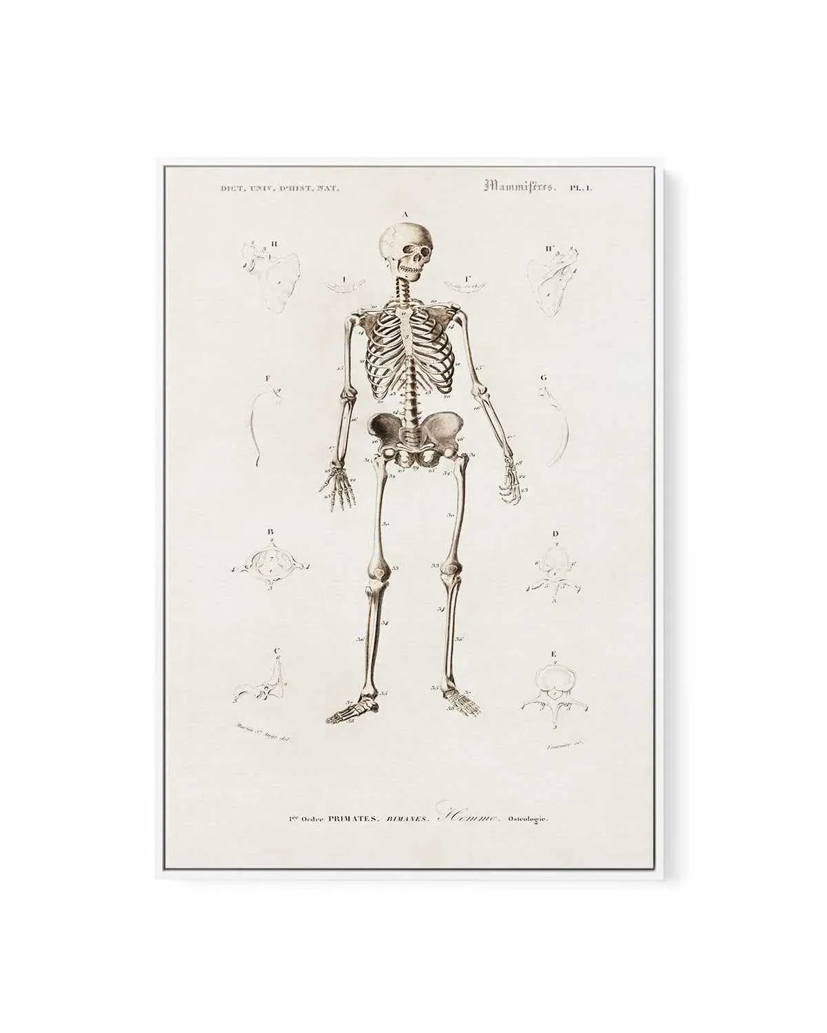 Skeleton Vintage Illustration | Framed Canvas Art Print from Olive et Oriel where you can shop wallpaper and artworks online