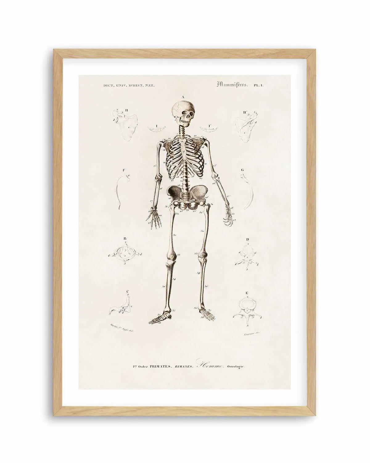 Skeleton Vintage Illustration Art Print from Olive et Oriel where you can shop wallpaper and artworks online