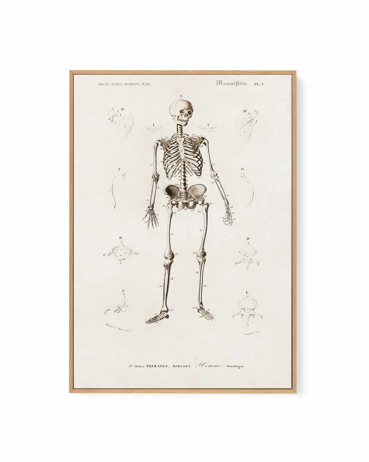 Skeleton Vintage Illustration | Framed Canvas Art Print from Olive et Oriel where you can shop wallpaper and artworks online