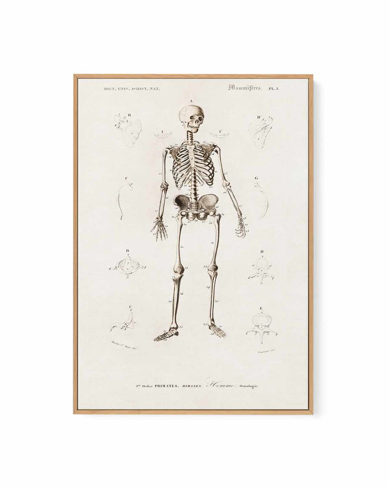 Skeleton Vintage Illustration | Framed Canvas Art Print