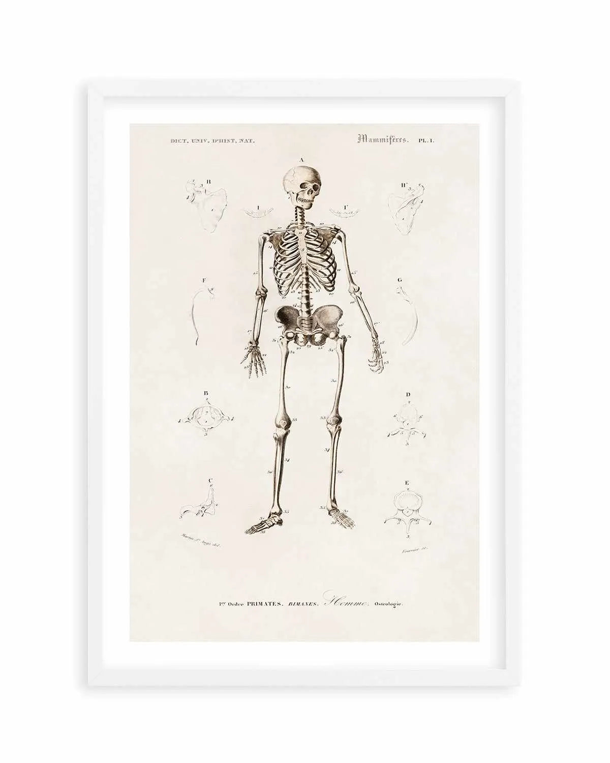 Skeleton Vintage Illustration Art Print from Olive et Oriel where you can shop wallpaper and artworks online