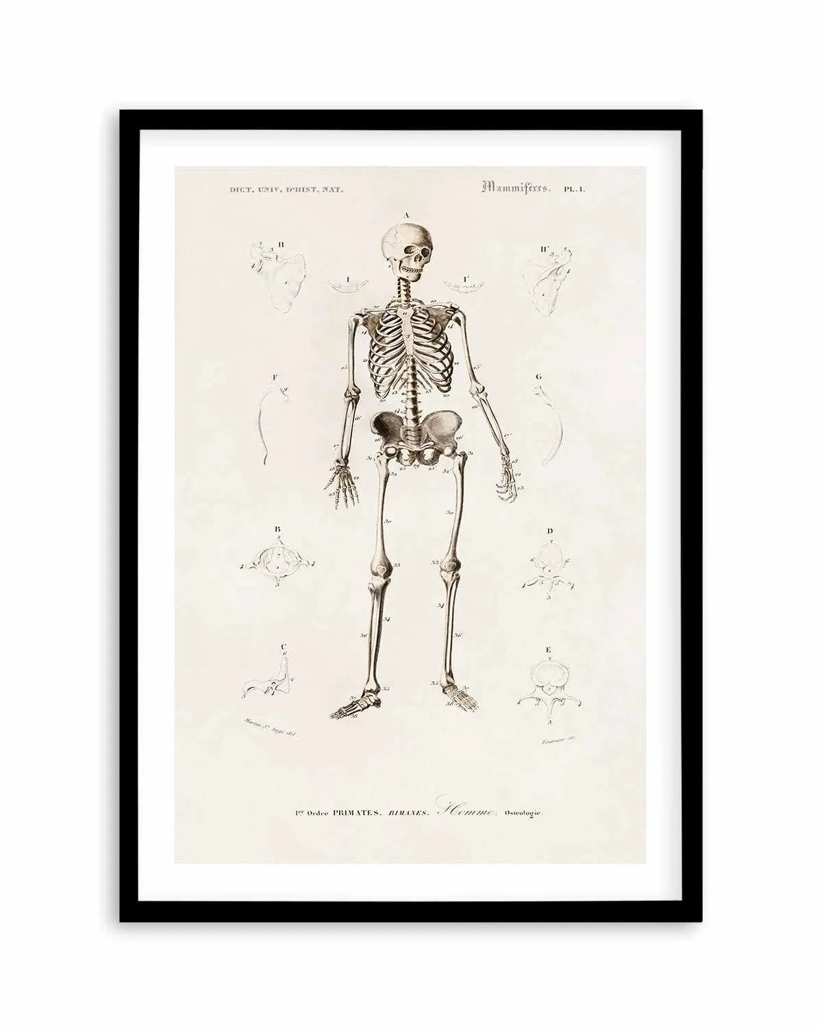 Skeleton Vintage Illustration Art Print from Olive et Oriel where you can shop wallpaper and artworks online