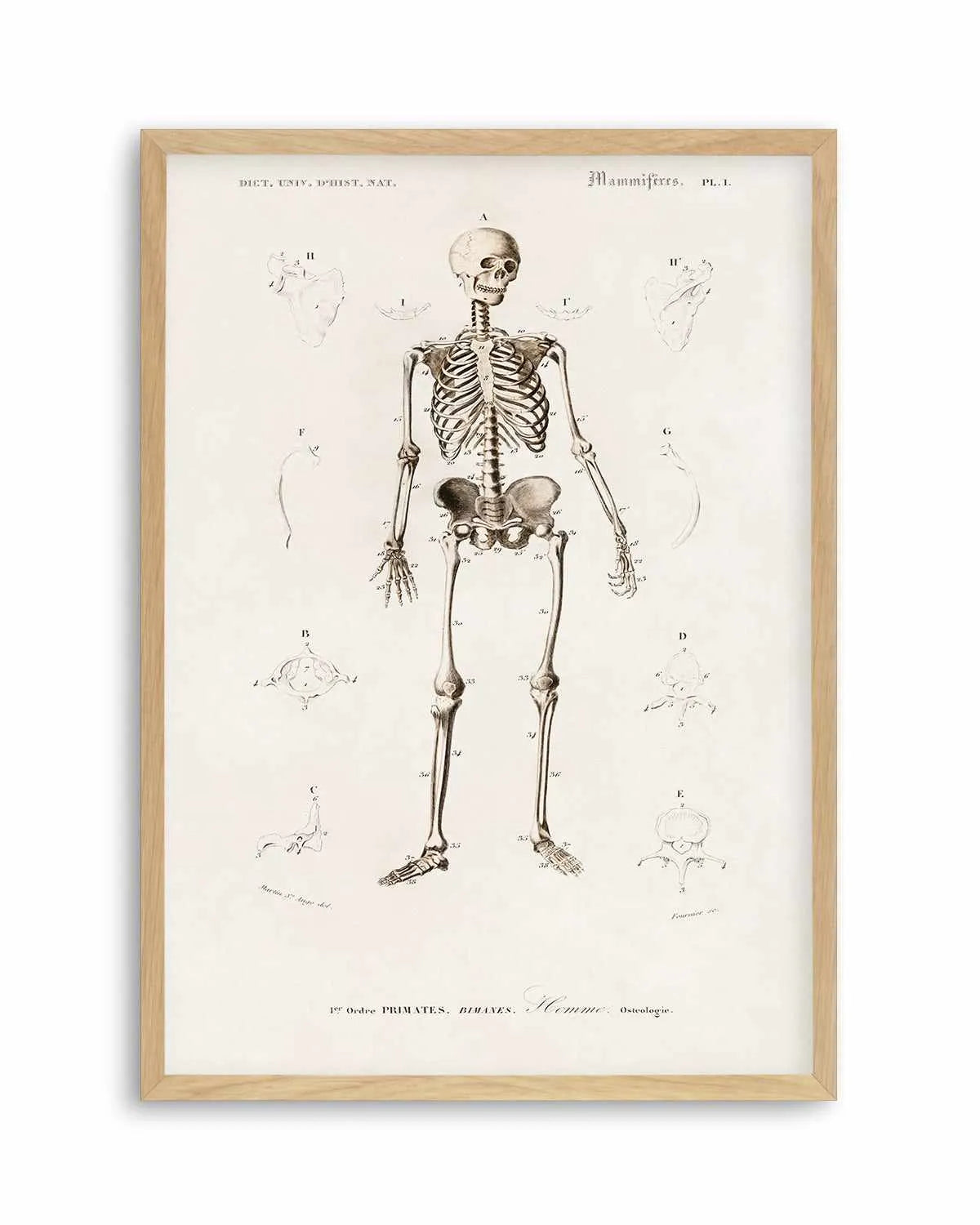 Skeleton Vintage Illustration Art Print from Olive et Oriel where you can shop wallpaper and artworks online