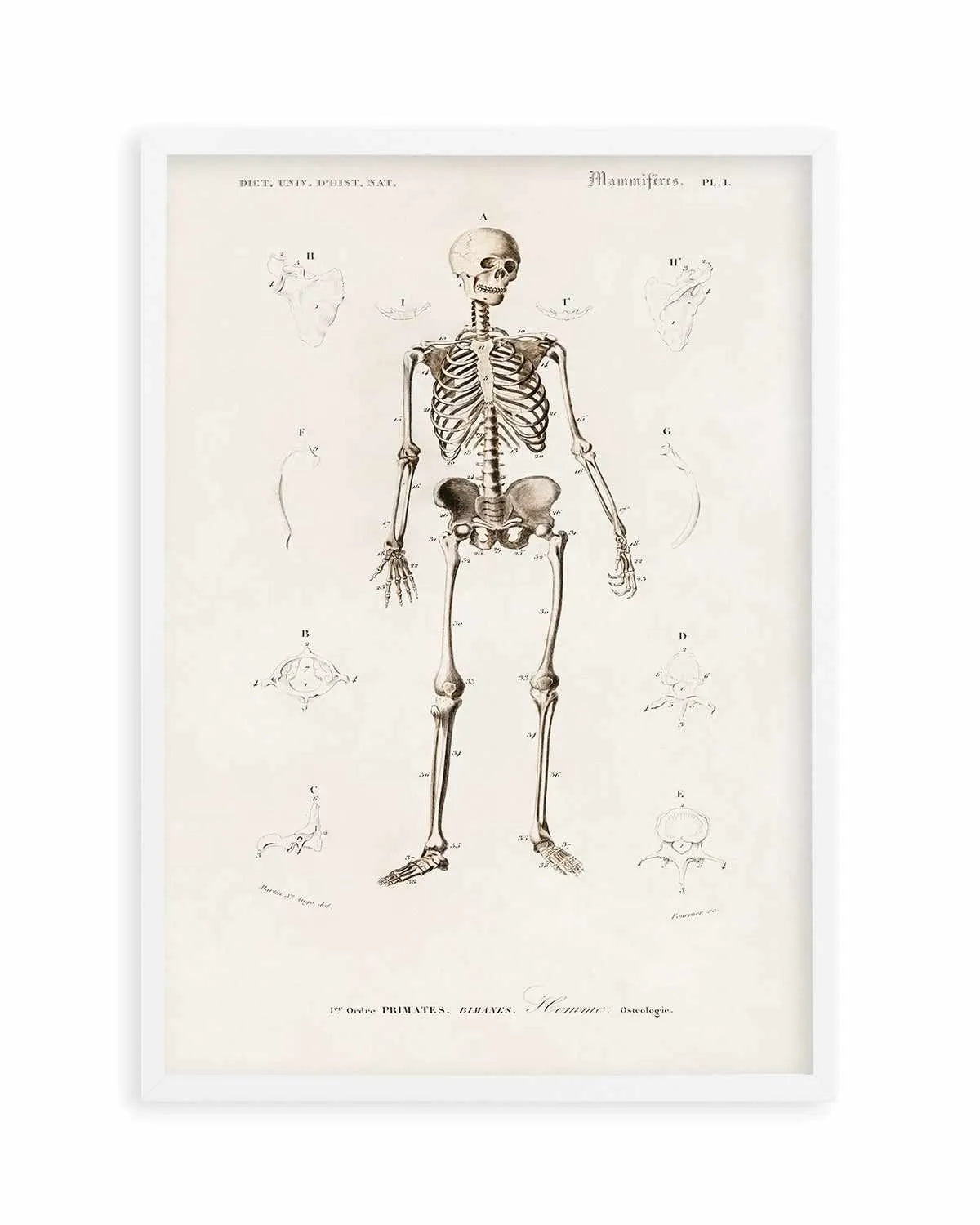 Skeleton Vintage Illustration Art Print from Olive et Oriel where you can shop wallpaper and artworks online
