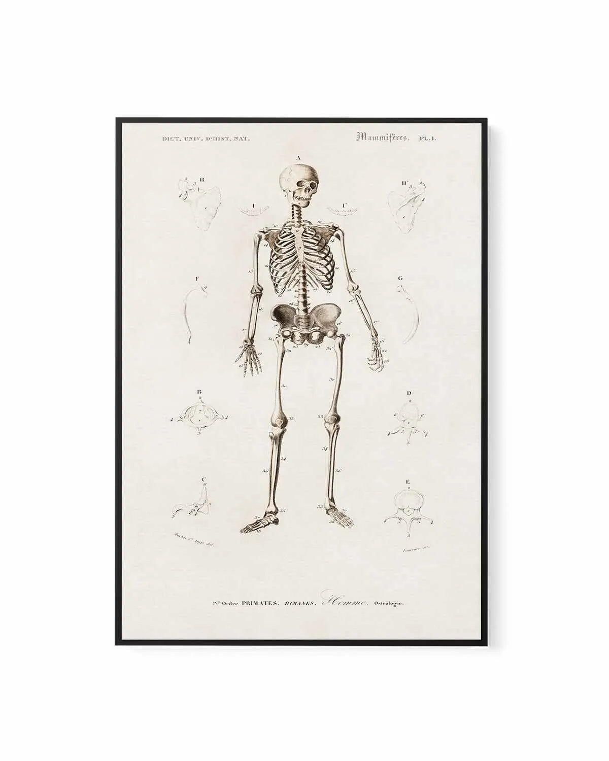 Skeleton Vintage Illustration | Framed Canvas Art Print from Olive et Oriel where you can shop wallpaper and artworks online
