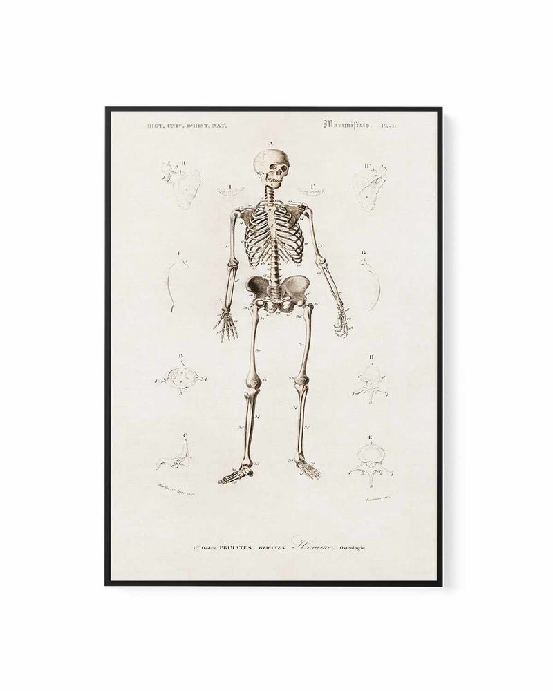 Skeleton Vintage Illustration | Framed Canvas Art Print