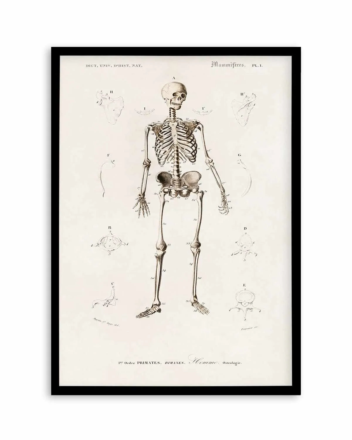Skeleton Vintage Illustration Art Print from Olive et Oriel where you can shop wallpaper and artworks online