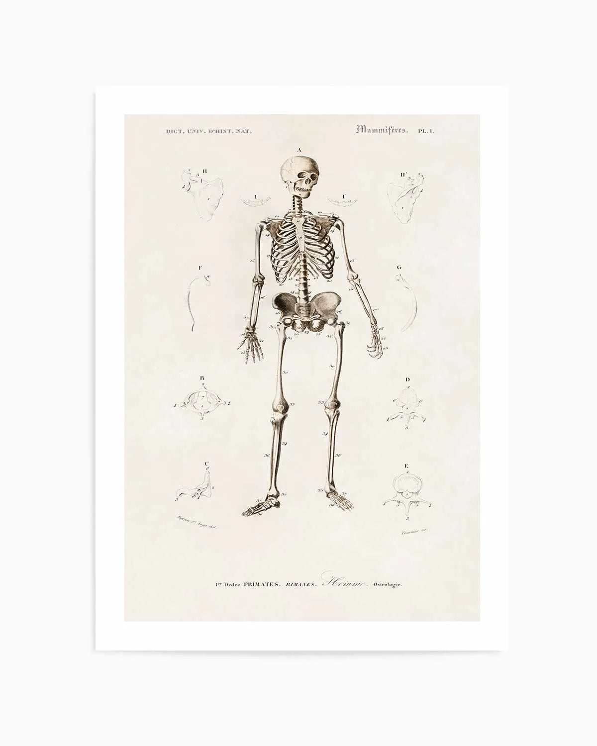 Skeleton Vintage Illustration Art Print from Olive et Oriel where you can shop wallpaper and artworks online
