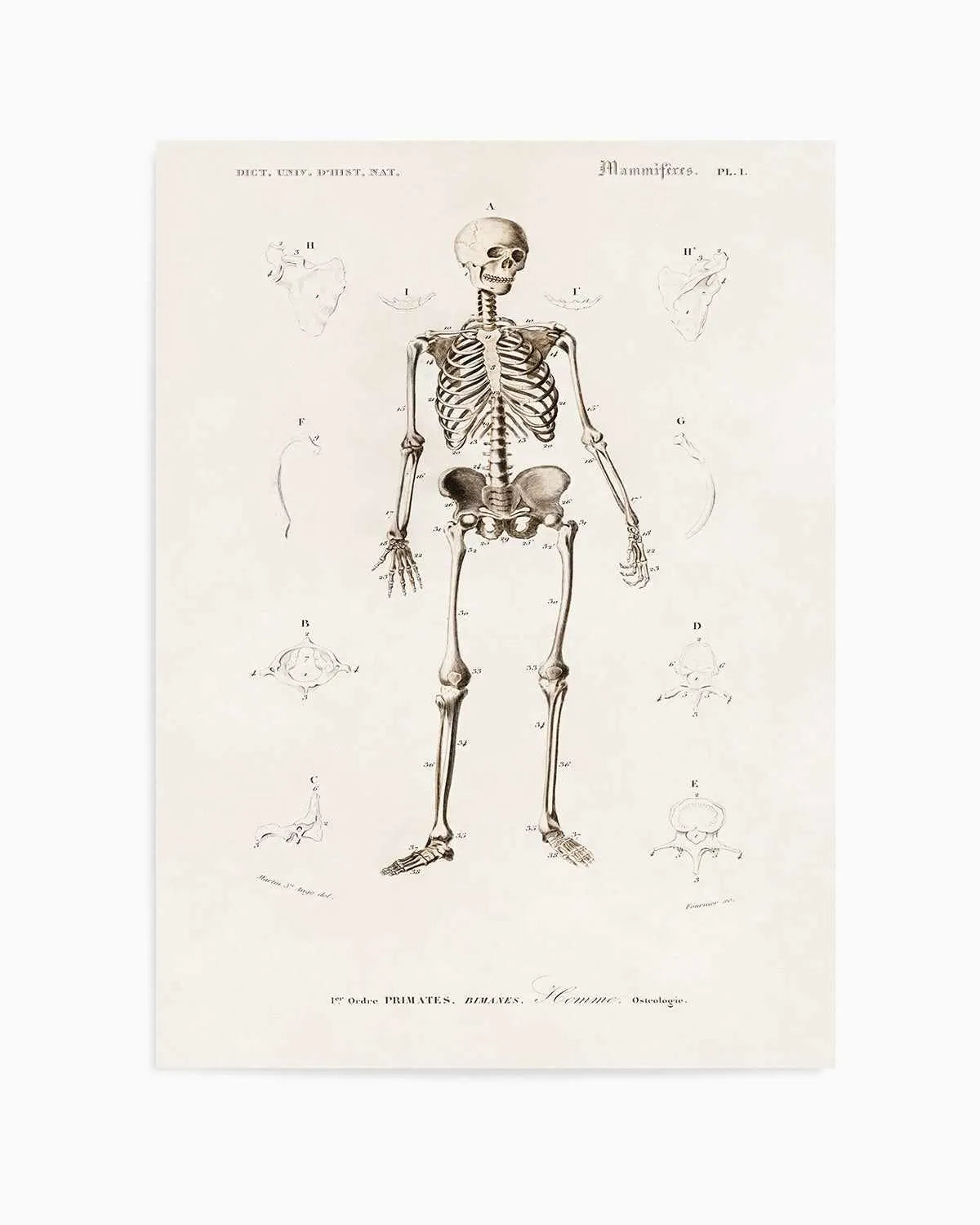 Skeleton Vintage Illustration Art Print from Olive et Oriel where you can shop wallpaper and artworks online
