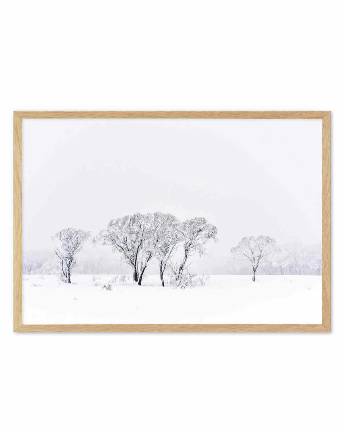 Snowy Gumtrees, Kosciuszko Art Print