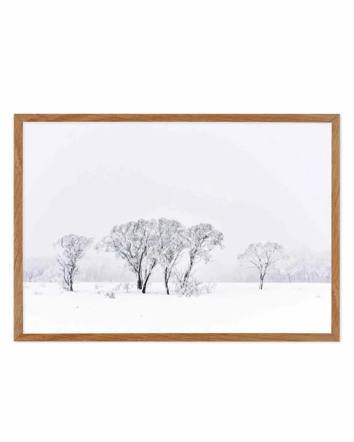 Snowy Gumtrees, Kosciuszko Art Print