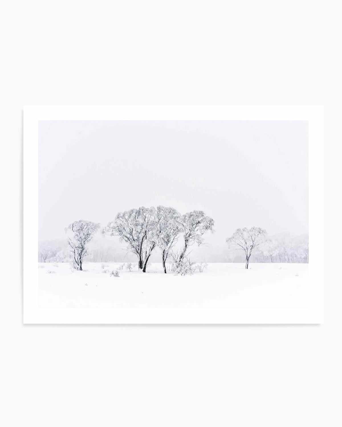 Snowy Gumtrees, Kosciuszko Art Print